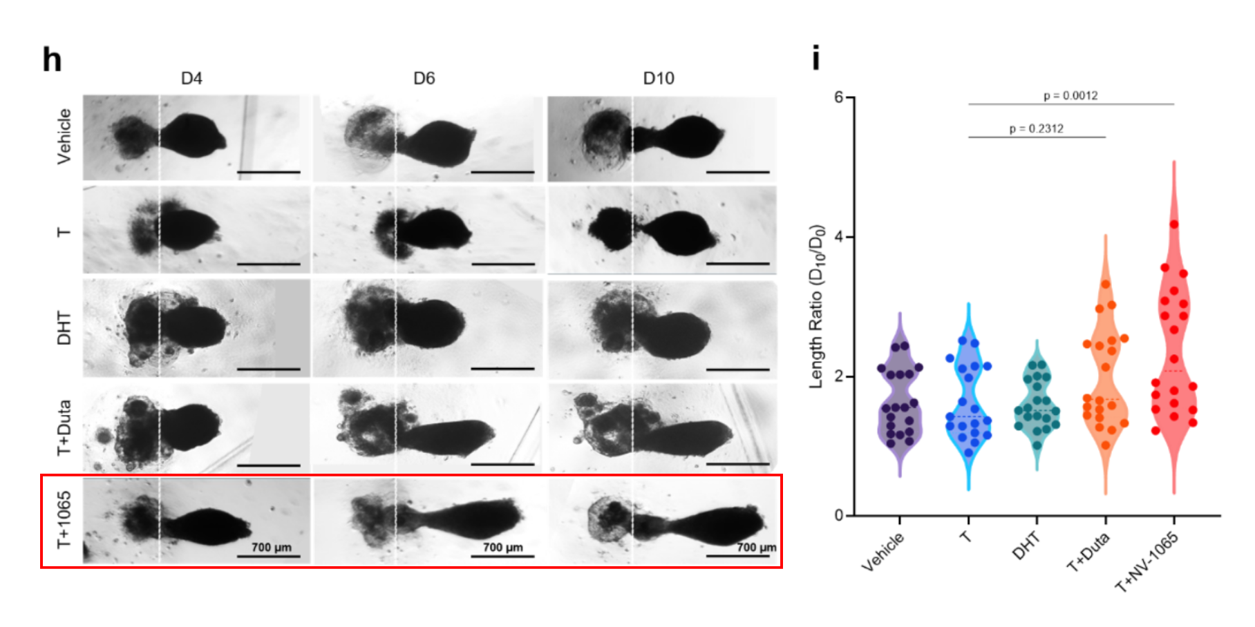 NV-1065 rescues DHT-driven follicle miniaturization