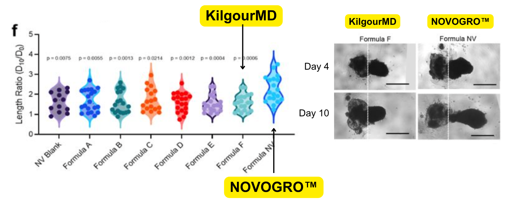 Violin plot of organoid length ratio for NV blank and Formulas A through F and NV, with KilgourMD (Formula F) and NOVOGRO (Formula NV) highlighted, plus representative organoid images at day 4 and day 10