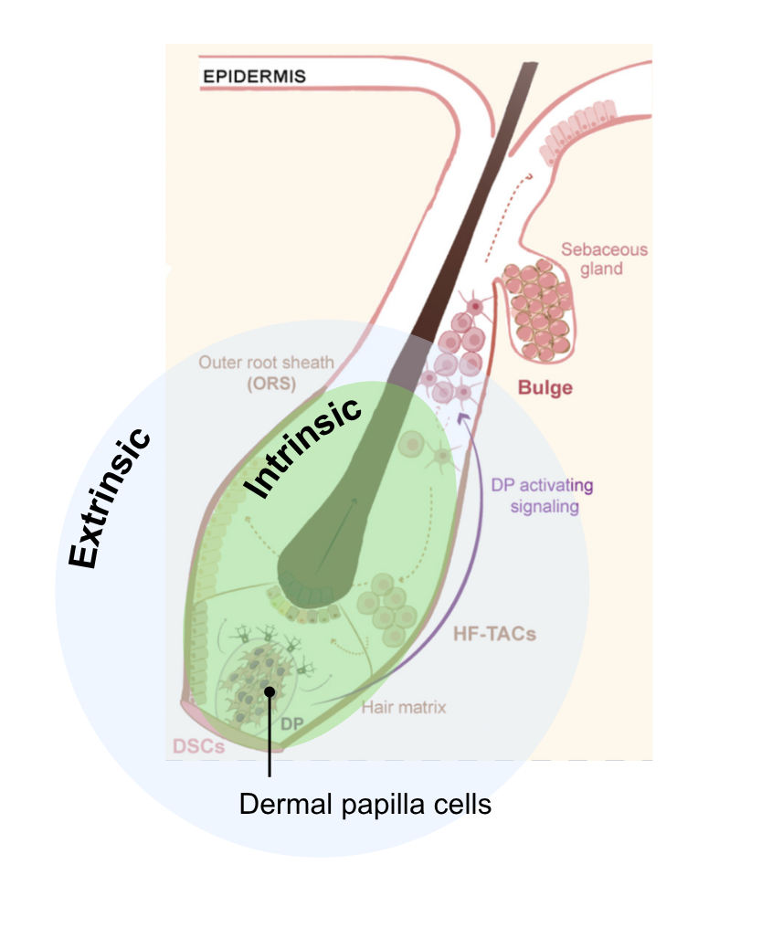 Hair follicle illustration showing dermal papilla cells, the inner driver of hair growth