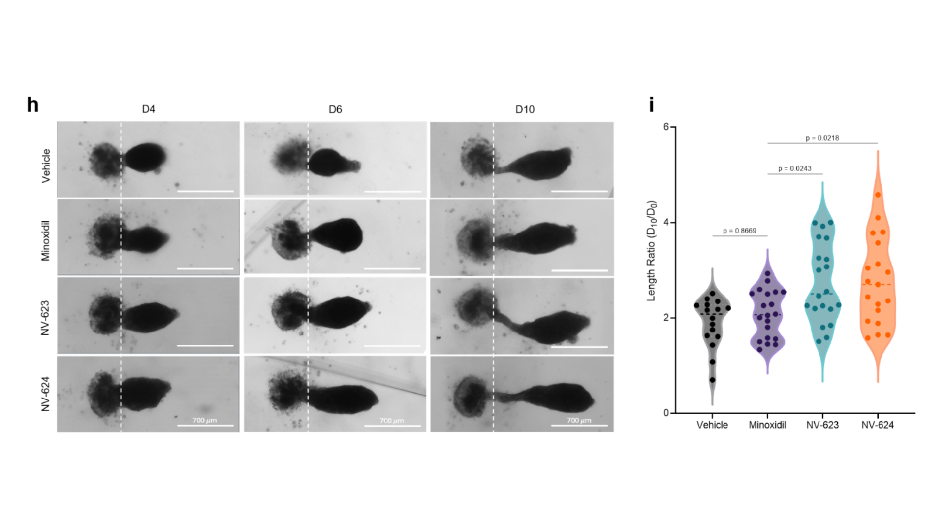 Microscope images and quantification of hair follicle organoid sprouting at day 10, comparing NV-623, NV-624, and minoxidil