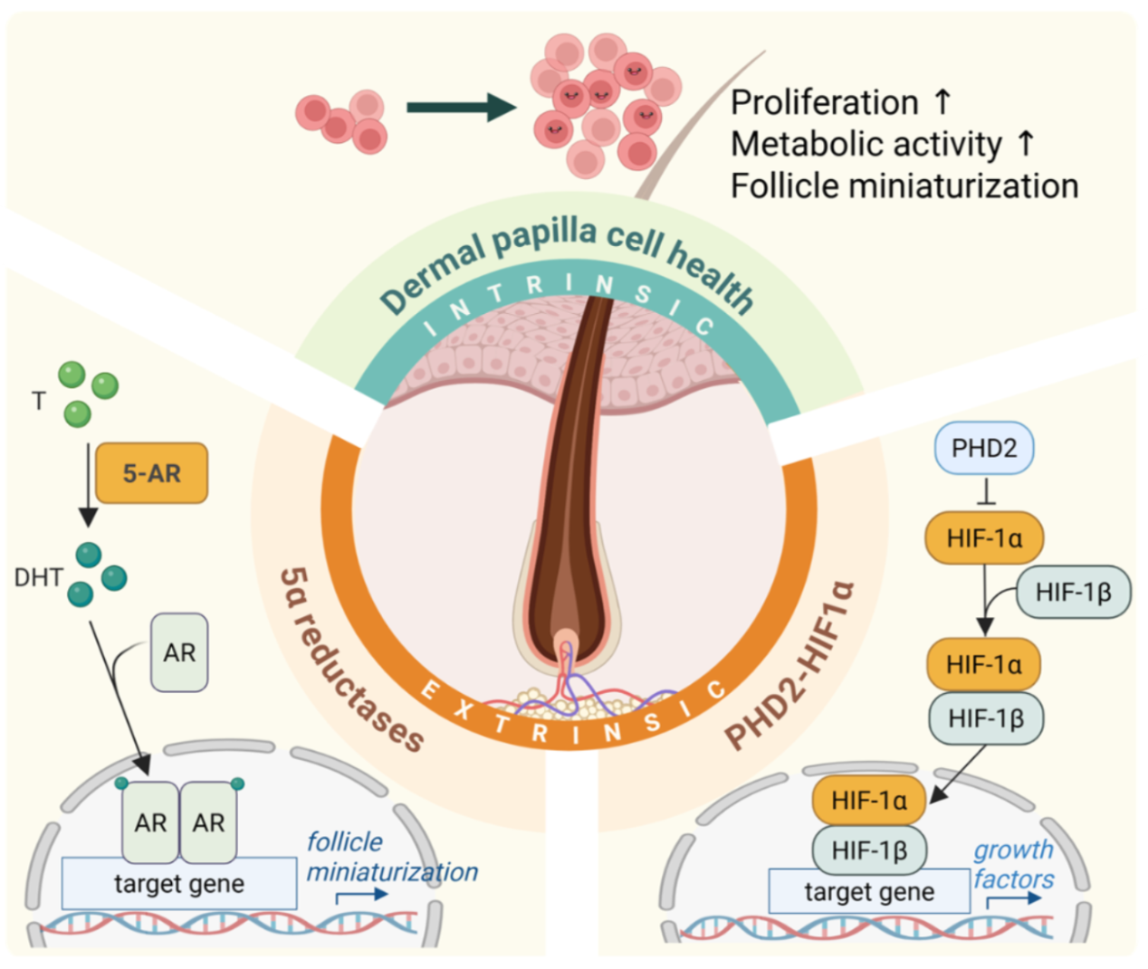 Schematic of complementary pathways regulating hair follicle rejuvenation: dermal papilla cell health (intrinsic), 5-alpha reductases and the PHD2-HIF-1 alpha axis (extrinsic)