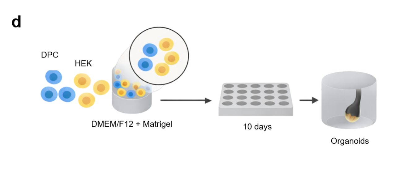 Schematic: dermal papilla cells and keratinocytes are co-cultured in DMEM/F12 with Matrigel for 10 days to form hair follicle organoids