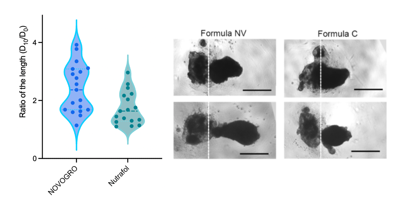 Violin plot of organoid length ratio for NOVOGRO versus Nutrafol, with representative organoid images for Formula NV and Formula C