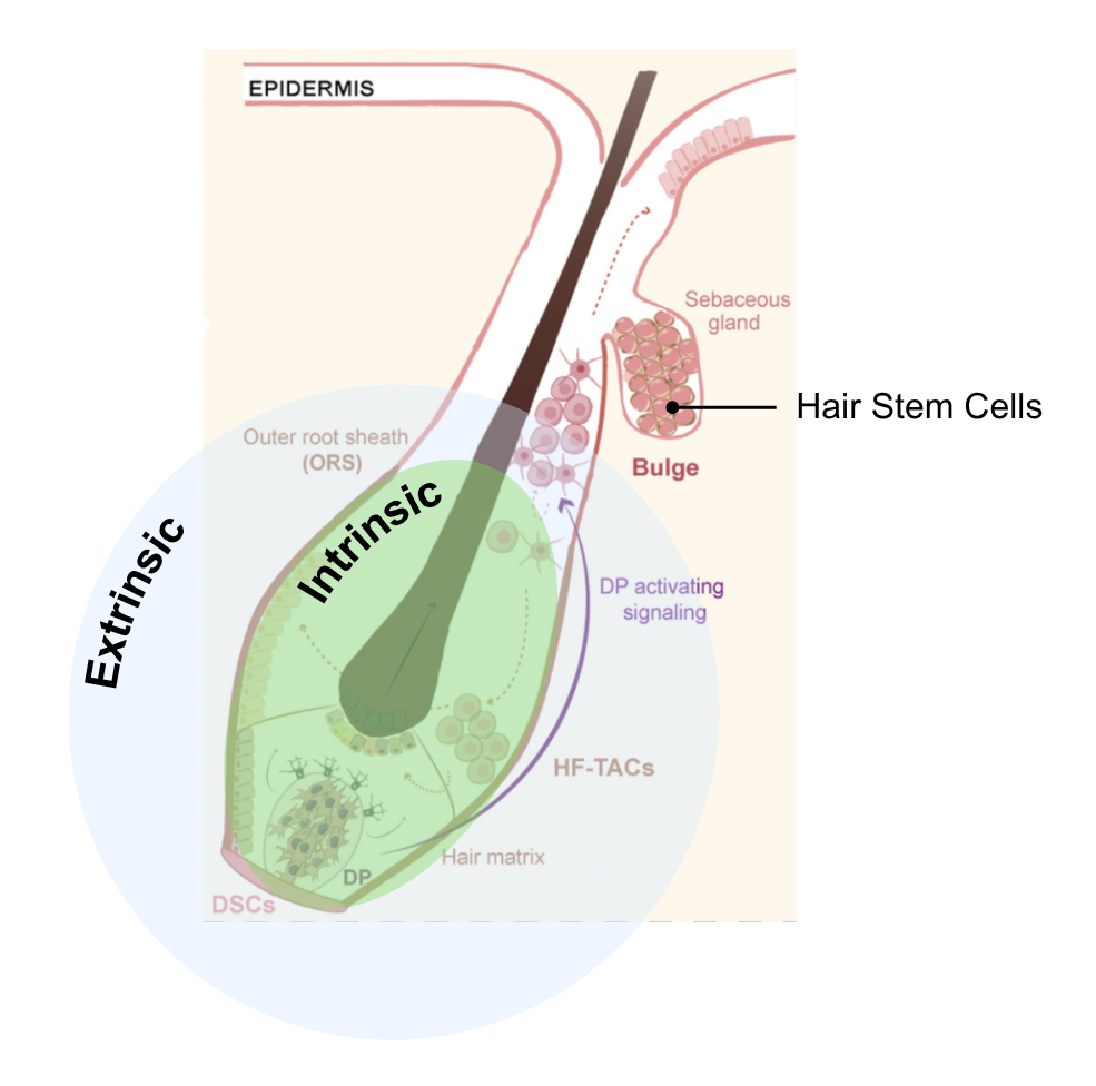 Hair follicle stem cell schematic showing intrinsic and extrinsic pathways