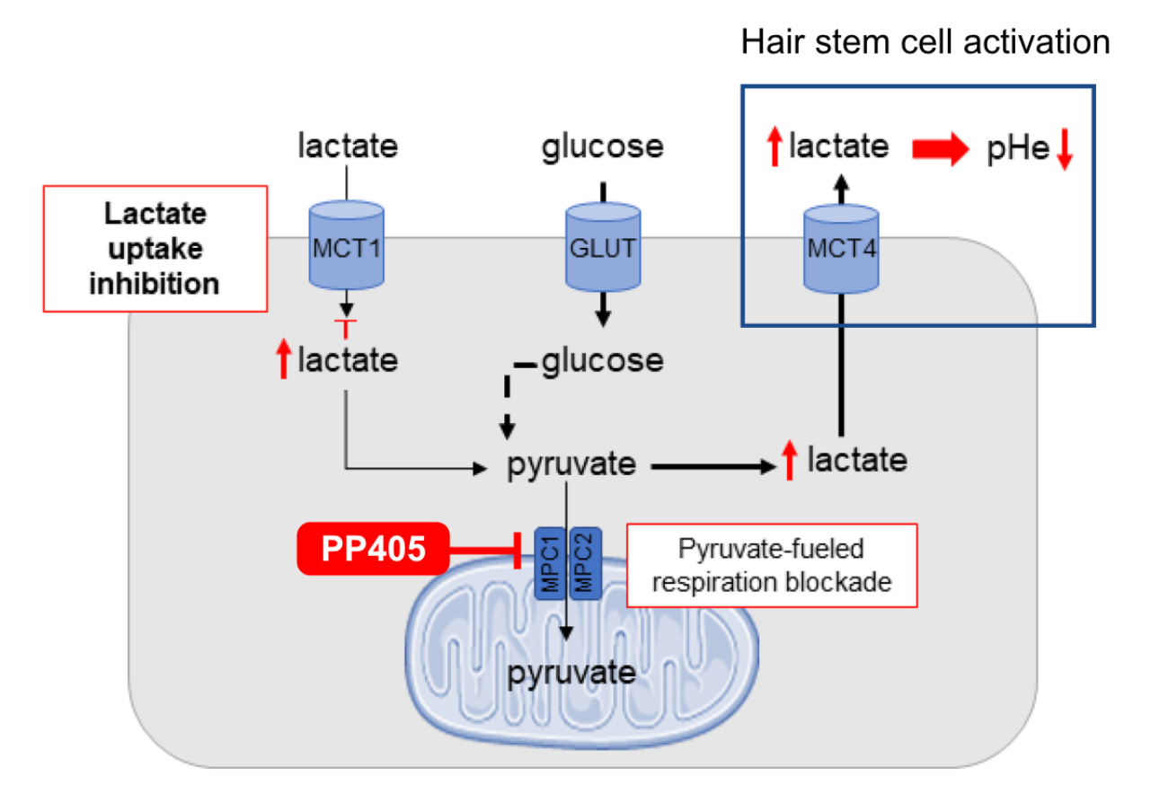 MPC inhibition and lactate-driven stem cell quiescence exit mechanism