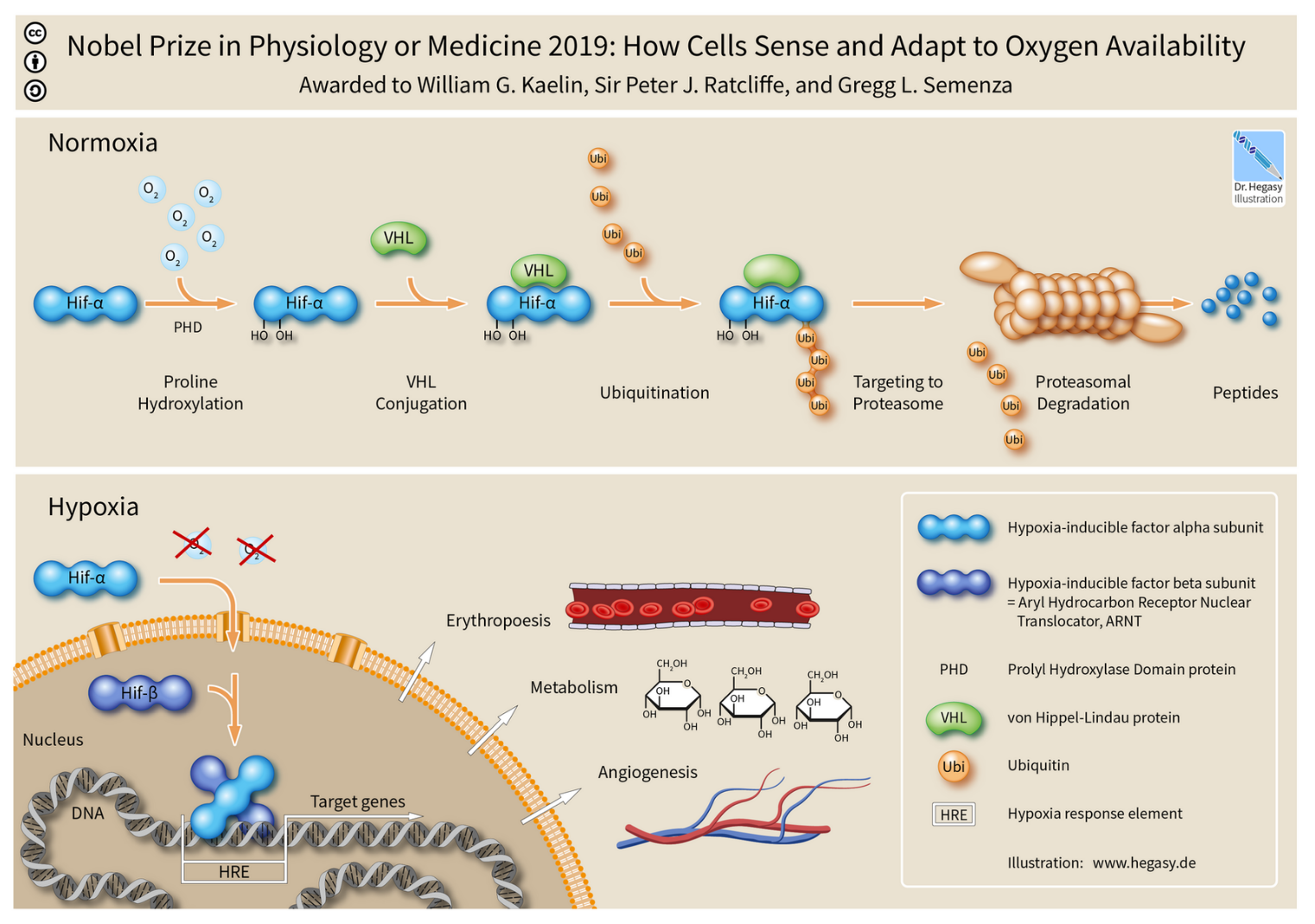 HIF-1 alpha Nobel Prize pathway schematic