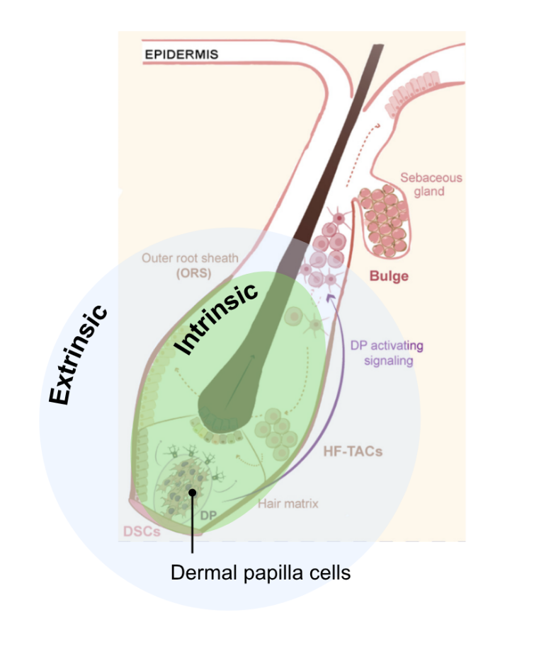 Hair follicle diagram showing the extrinsic environment around the follicle and the intrinsic dermal papilla cells at the base