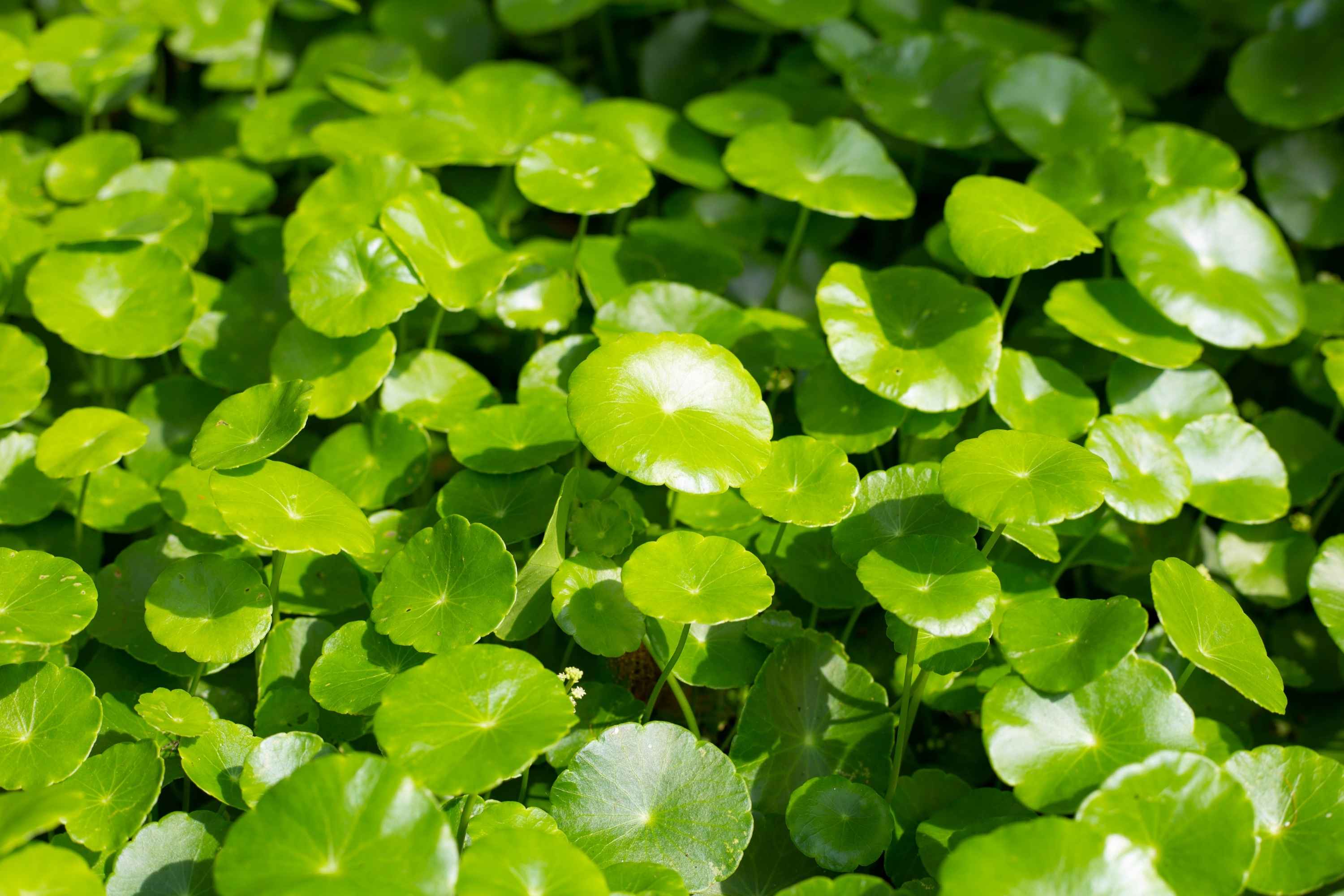 Centella asiatica leaves and a cica cream