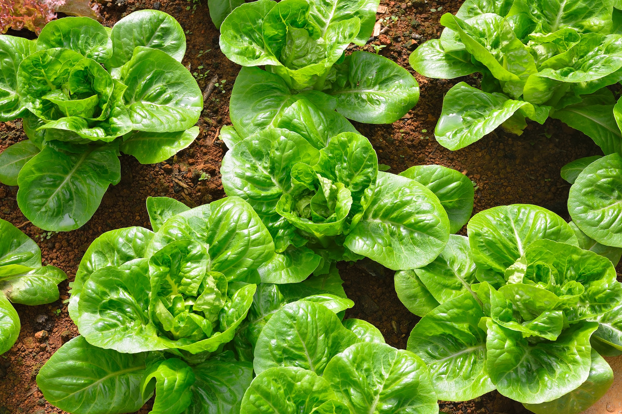 Shredded iceberg lettuce in a clear clamshell container