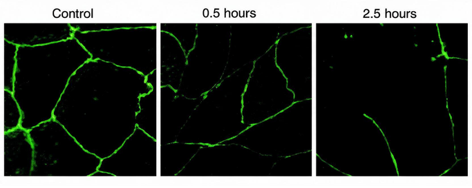Side-by-side microscopy: Der p 1 (red) on human bronchial epithelial cell occludin proteins (green), at introduction and 2.5 hours later
