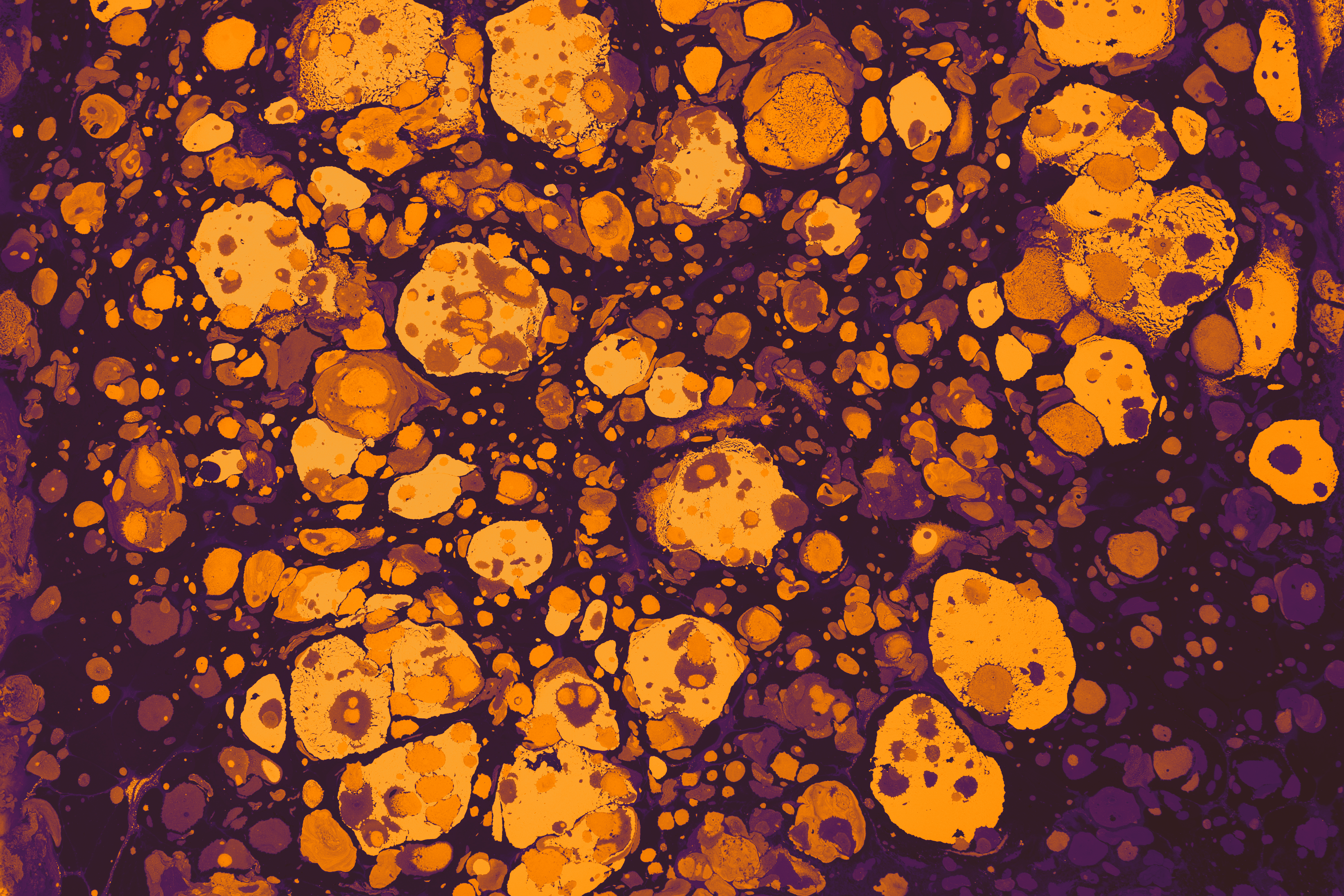 Fat cells in a petri dish