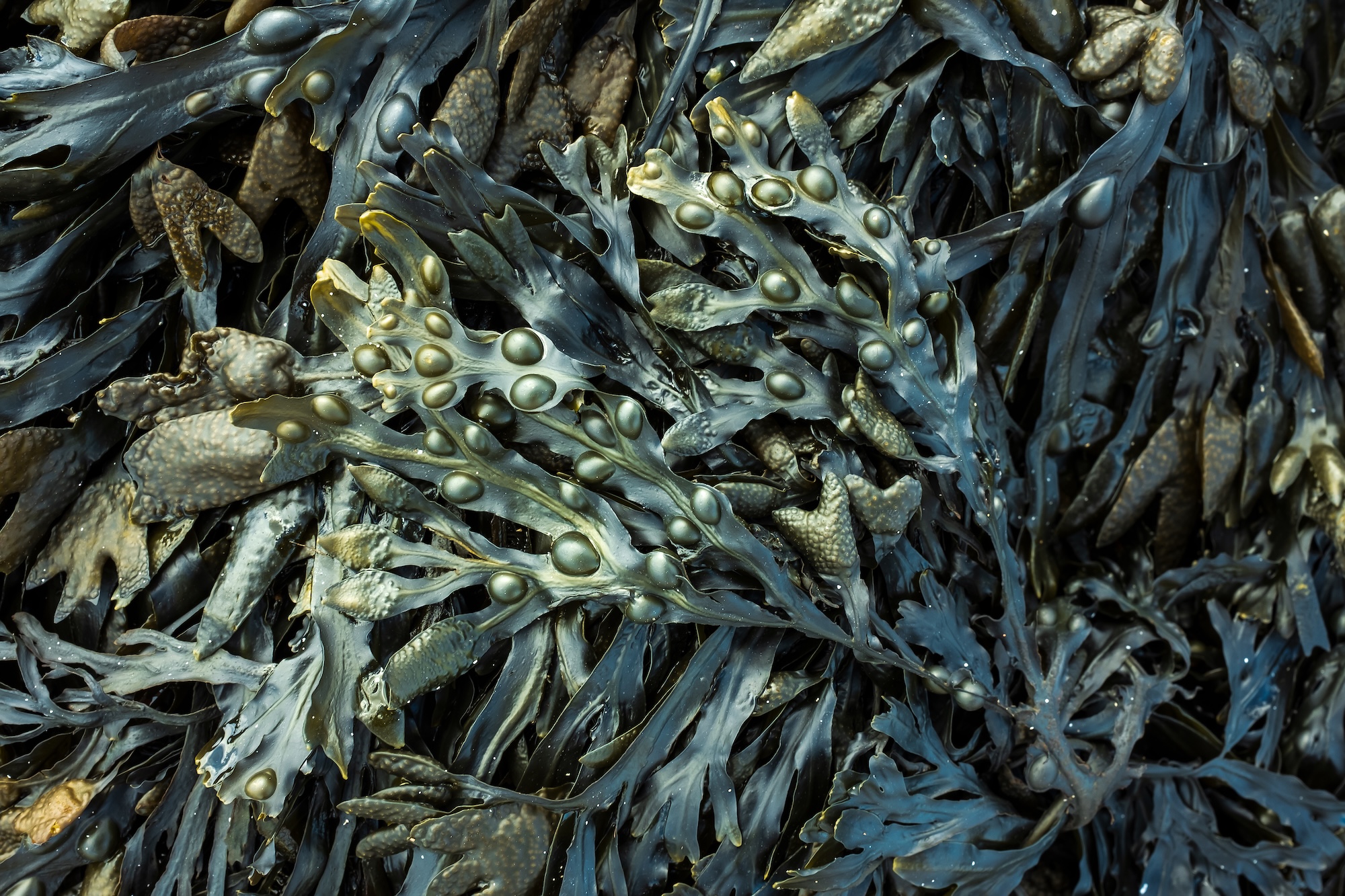 Giant sea kelp (Macrocystis pyrifera) in a kelp forest