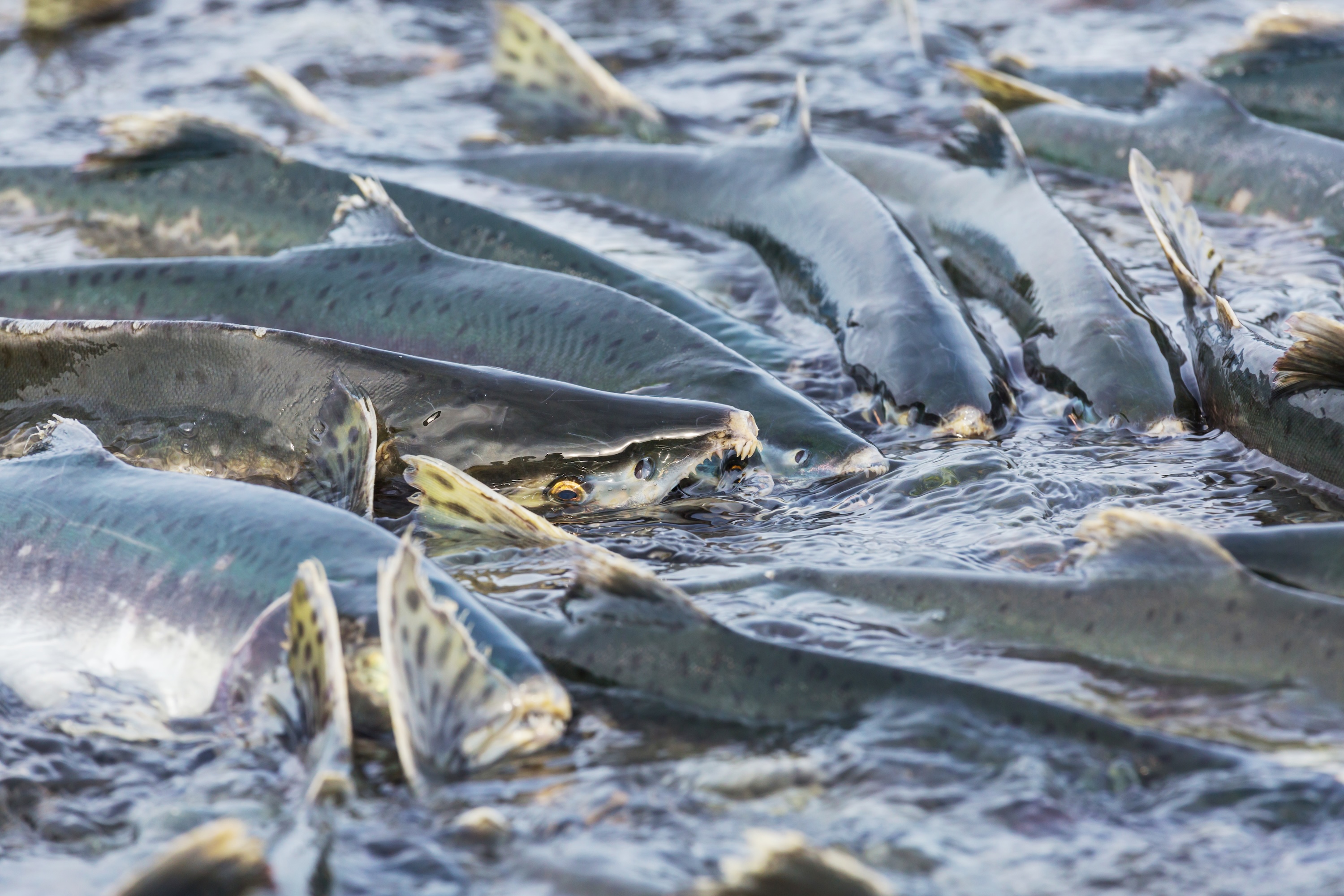 Salmon swimming in a river