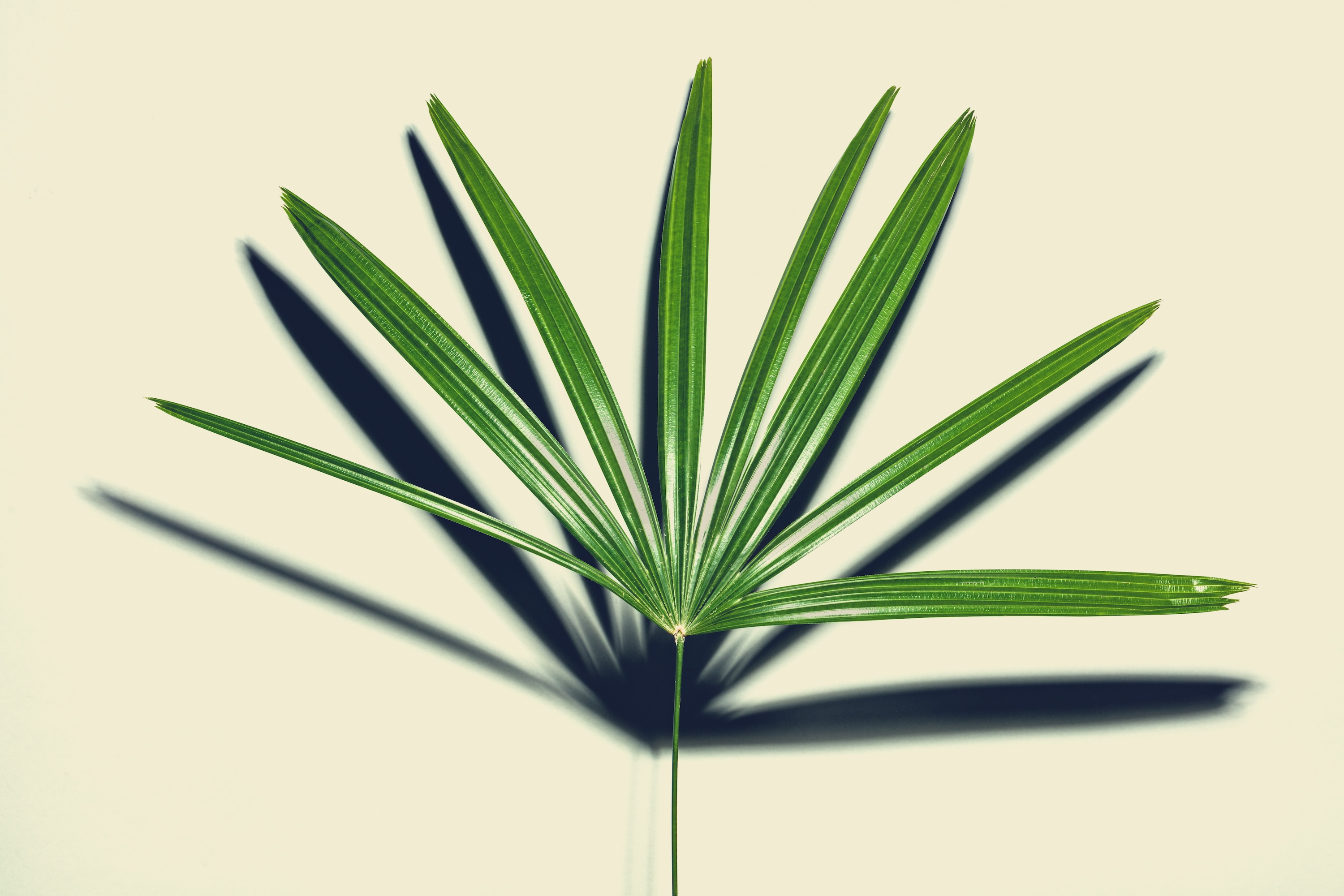 Saw palmetto berries and capsules alongside a thinning hairline illustration